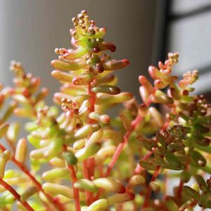 セダム カウルレア,セダム カエルレウム,カエルレウム,多肉植物,セダム属の画像