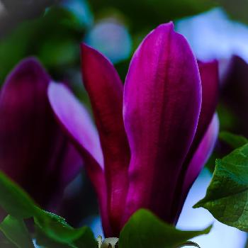 紫モクレンの画像 by ピッチさん | お出かけ先と紫モクレン