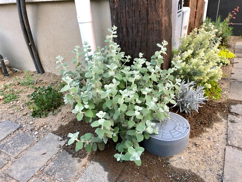 バロータの投稿画像 By ちいさん 玄関とセダム属と初心者ですとu字溝とセメント鉢と手作りの庭と花壇とナチュラルガーデンと植中毒とコンクリートブロックとdiyと花のある暮らしとジャンクガーデンとレンガの小道と地植えとセダム属と初心者ですとu字溝とセメント鉢と