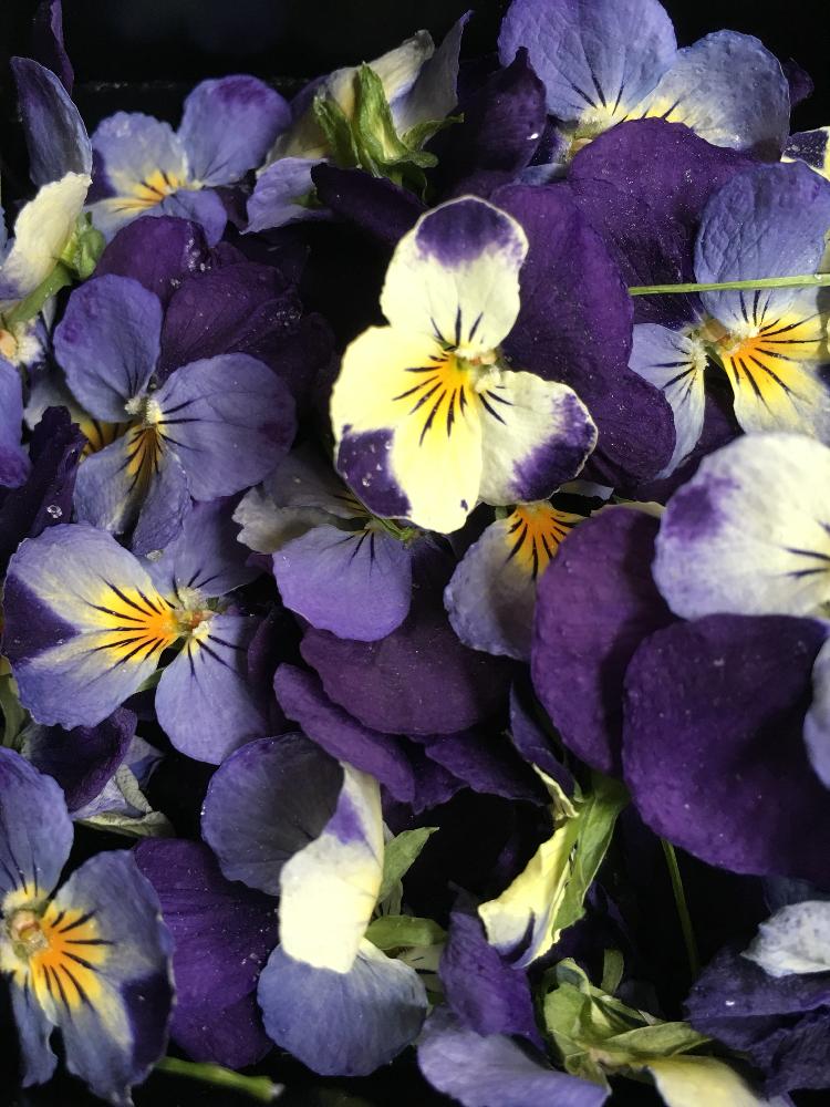 ビオラ パンジーの投稿画像 By Toshi0111さん ドライフラワーのある暮らしと今日の一枚 とドライフラワー にする と植中毒と4月の花と花のある暮らし 18月4月14日 Greensnap グリーンスナップ