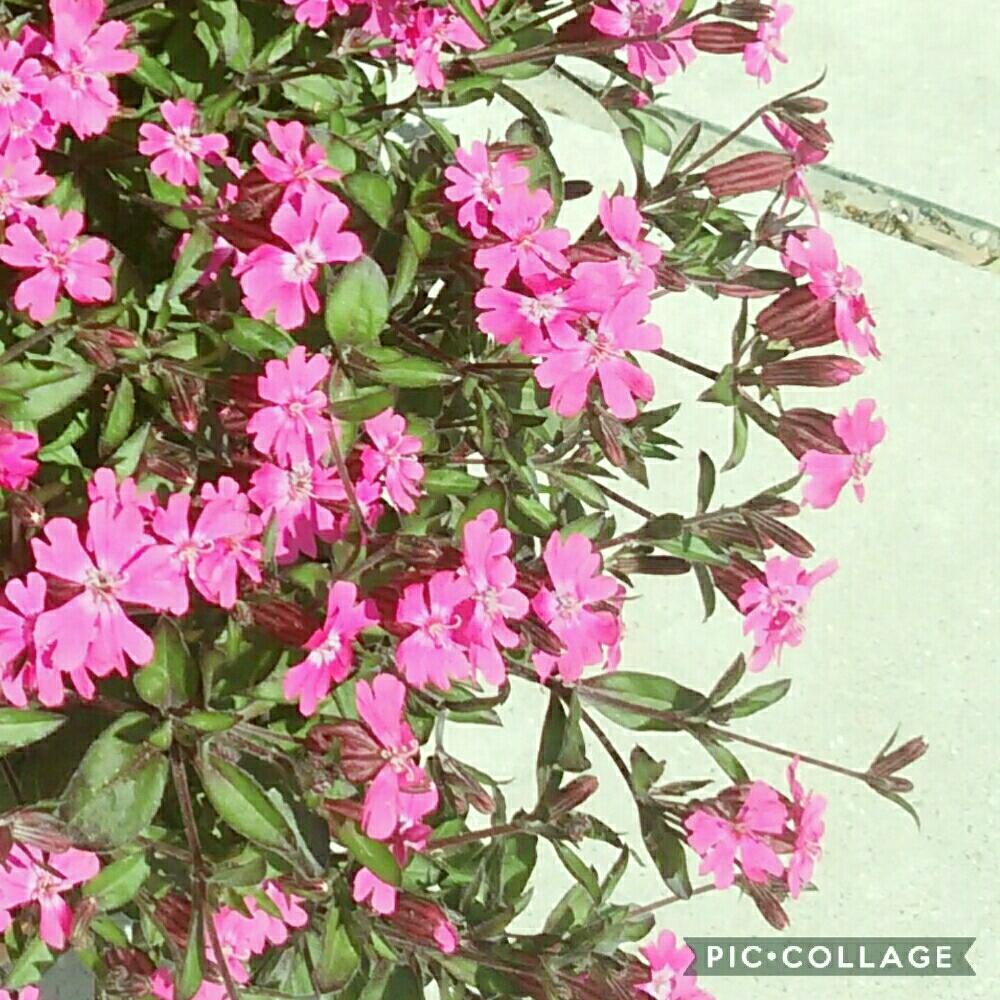 フクロナデシコの投稿画像 By 春イチゴさん キュンキュン乙女倶楽部と好きな花とピンクの花と好きな色とおきにいり と植中毒と緑のある暮らしと小花と花のある暮らし 18月4月14日 Greensnap グリーンスナップ