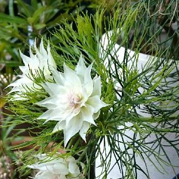 セルリアフロリダの投稿画像一覧 Greensnap グリーンスナップ