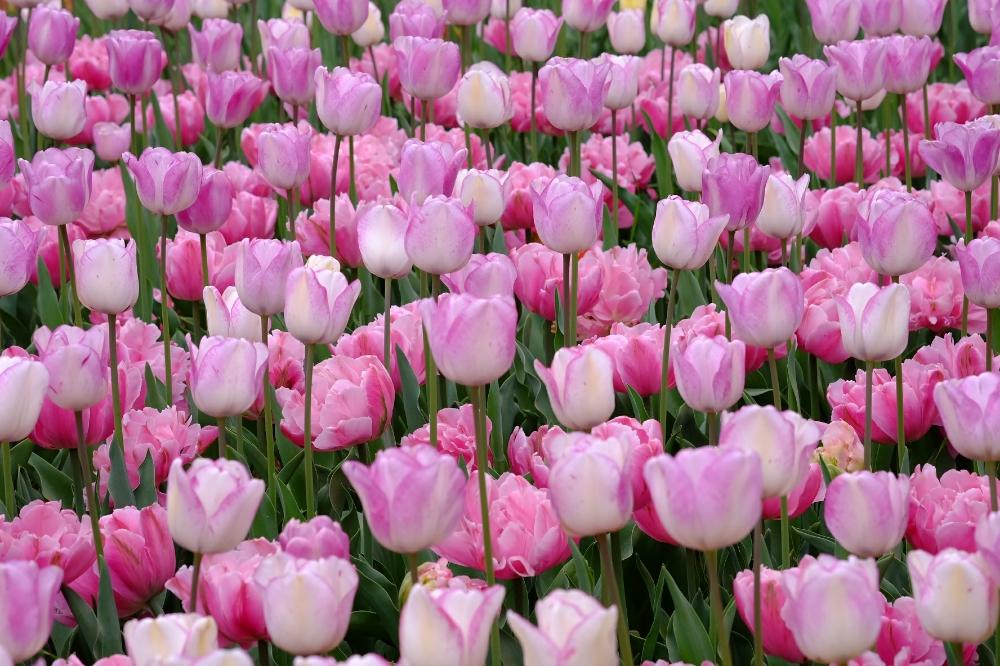 昭和記念公園の投稿画像 By Robin さん 癒やしと4月と公園と チューリップと綺麗とお花畑 とチューリップ畑とピンク 色の花と可愛いと花びらとメルヘンチックと花のある暮らしと花粉症に負けないと可愛いピンク色 と青空 18月4月14日 Greensnap グリーン