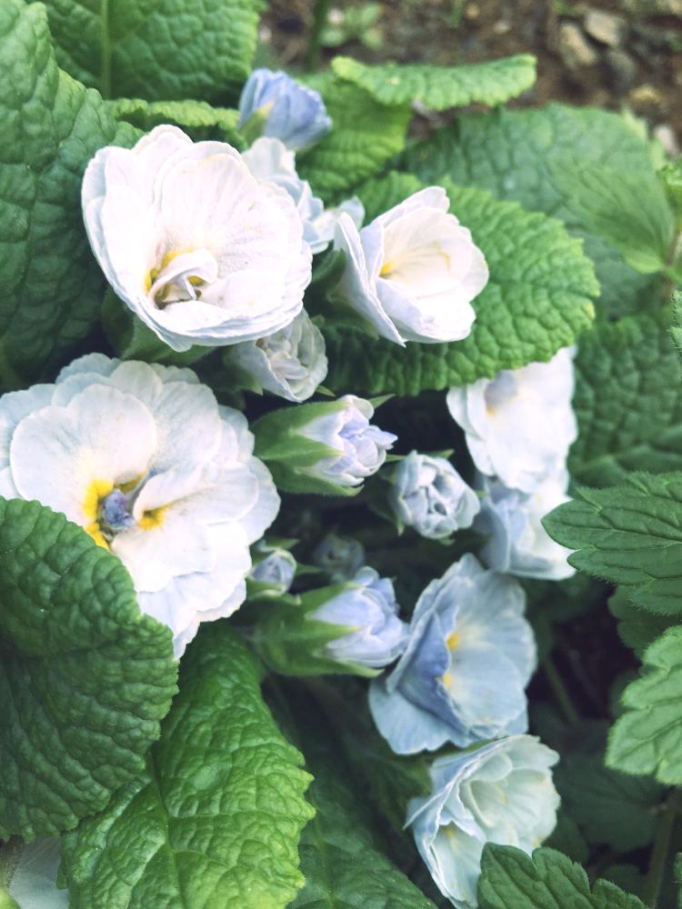 ダブルプリムローズ ブルーアイスの投稿画像 By ありんこさん 咲いた とプリムラ属とブルーと房咲きと花のある暮らしと庭の宿根草 2018月4月14日 Greensnap グリーンスナップ
