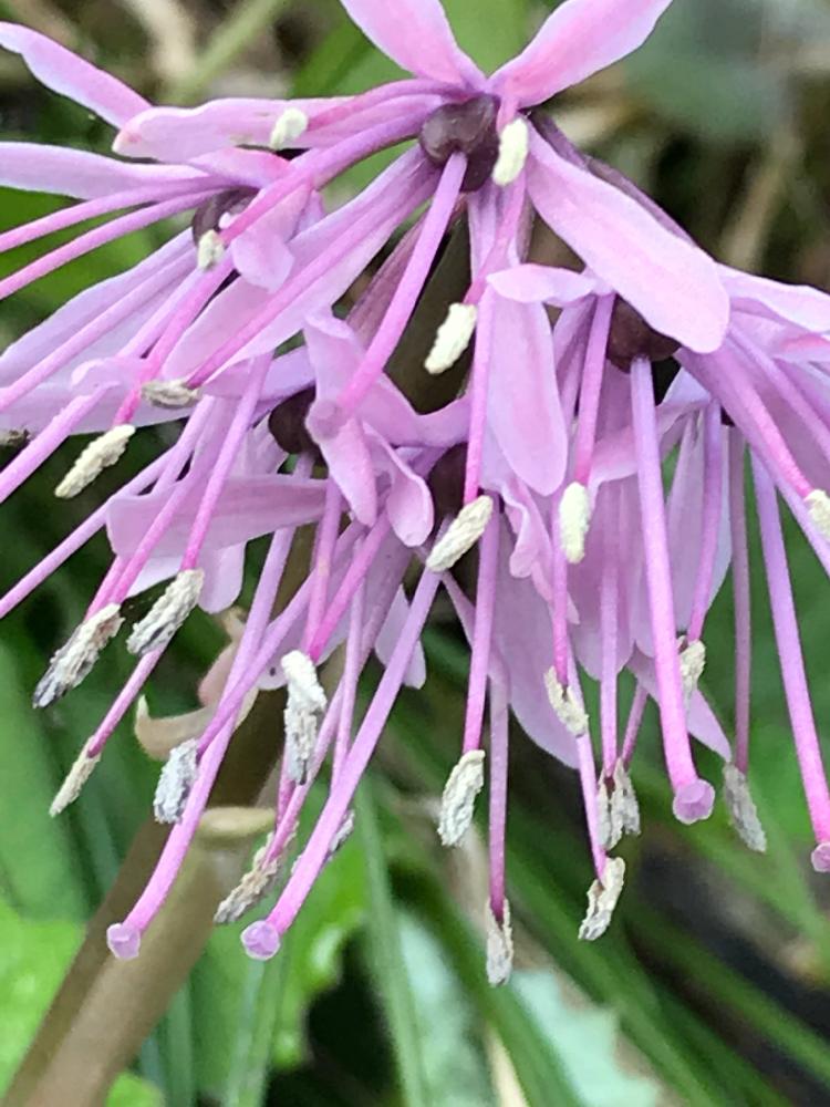 無料ダウンロードショウ ジョウ バカマ 花 言葉 最高の花の画像