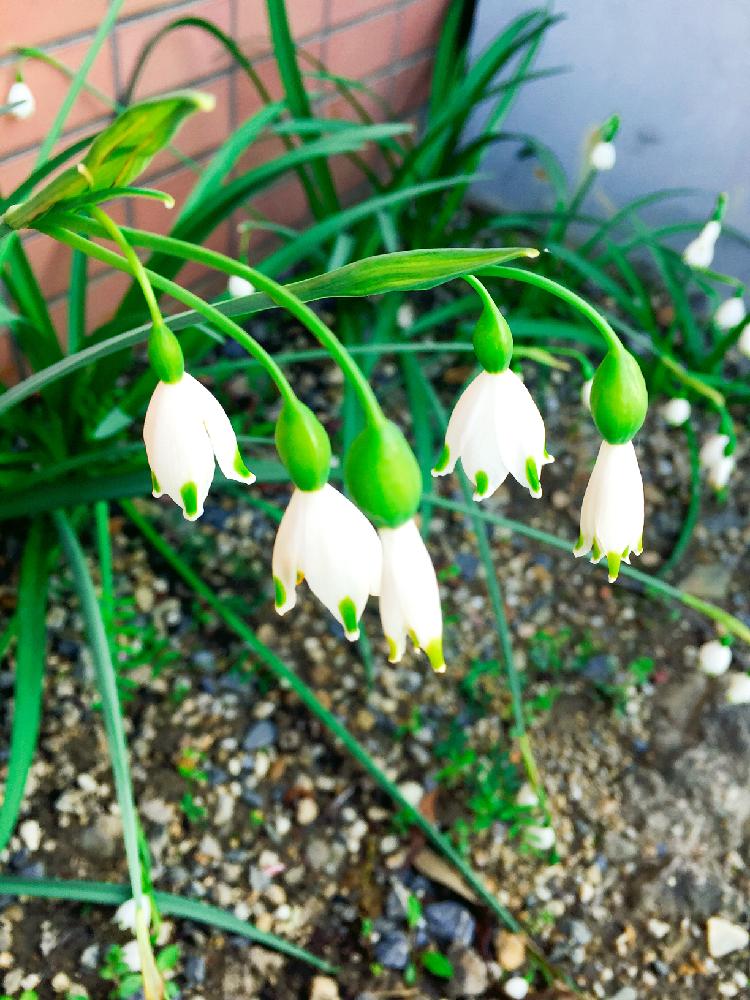 スノーフレークの投稿画像 By お花畑さん 球根植物と白色の花と花のある暮らし 18月4月14日 Greensnap グリーンスナップ