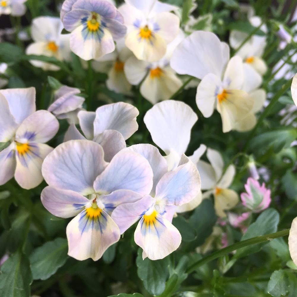 ゲブラ育種ビオラ ステラブルーの投稿画像 By Konaさん パンジー ビオラとビオラ パンジーとkona S Gardenと植中毒と今日のお花と花のある暮らしと大好きビオラとキュンキュン乙女倶楽部とビオラ パンジーとkona S Gardenと植中毒と今日のお花と花のある暮らしと