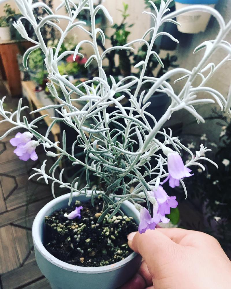 エレモフィラニベアの投稿画像 By Kaziochanさん 観葉植物と直射日光と野ざらしと植中毒と今日の一枚と今日のお花と窓際族と葉を楽しむ植物と花のある暮らしと野ざらし雨ざらしとバルコニストと咲いた 18月4月14日 Greensnap グリーンスナップ