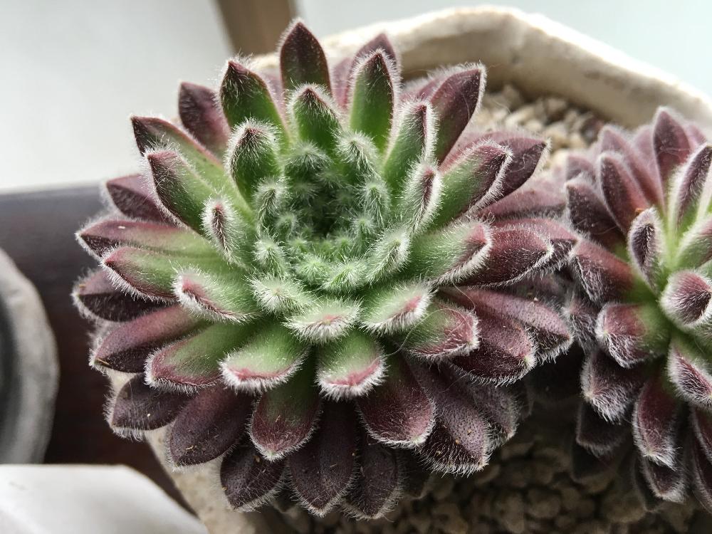 センペルビウム テディの投稿画像 By ちくわさん 多肉植物とホムセン多肉と毛深いとセンペルビウム属とセンペルビブムとフィボナッチ数 18月4月14日 Greensnap グリーンスナップ