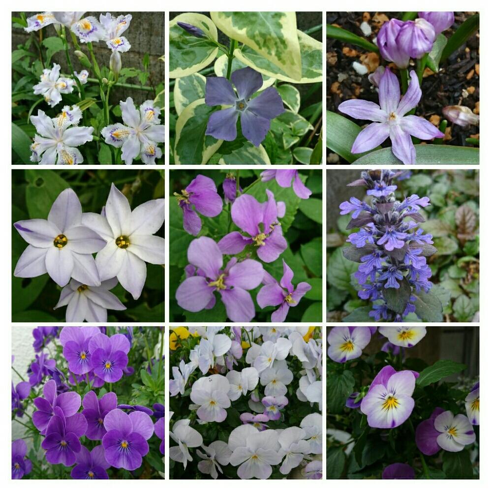 紫の花の投稿画像 By 花ちゃんさん 花のある暮らしと春の花々 18月4月14日 Greensnap グリーンスナップ