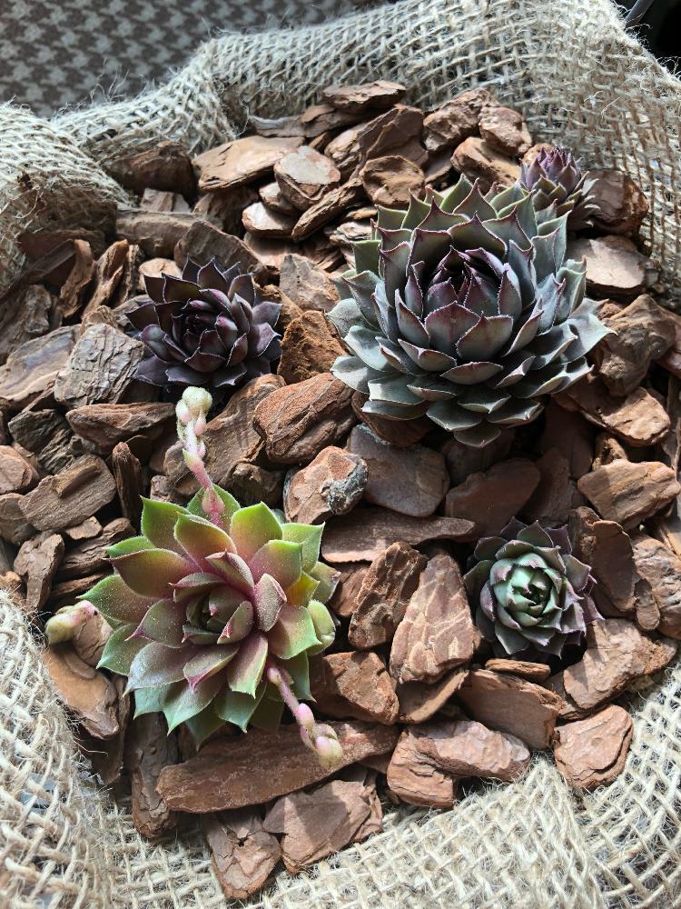 センペルビウム ブルーボーイの投稿画像 By ヵズking さん センベルビウム グラウカムミラーとセンペルビウム バーンステインとセンペルビウム ホッピと多肉男子と植物男子と植え替えと植中毒とタニラーとセンペルビブムとセンペルリースと新入りさんと多肉初心者とゲイ