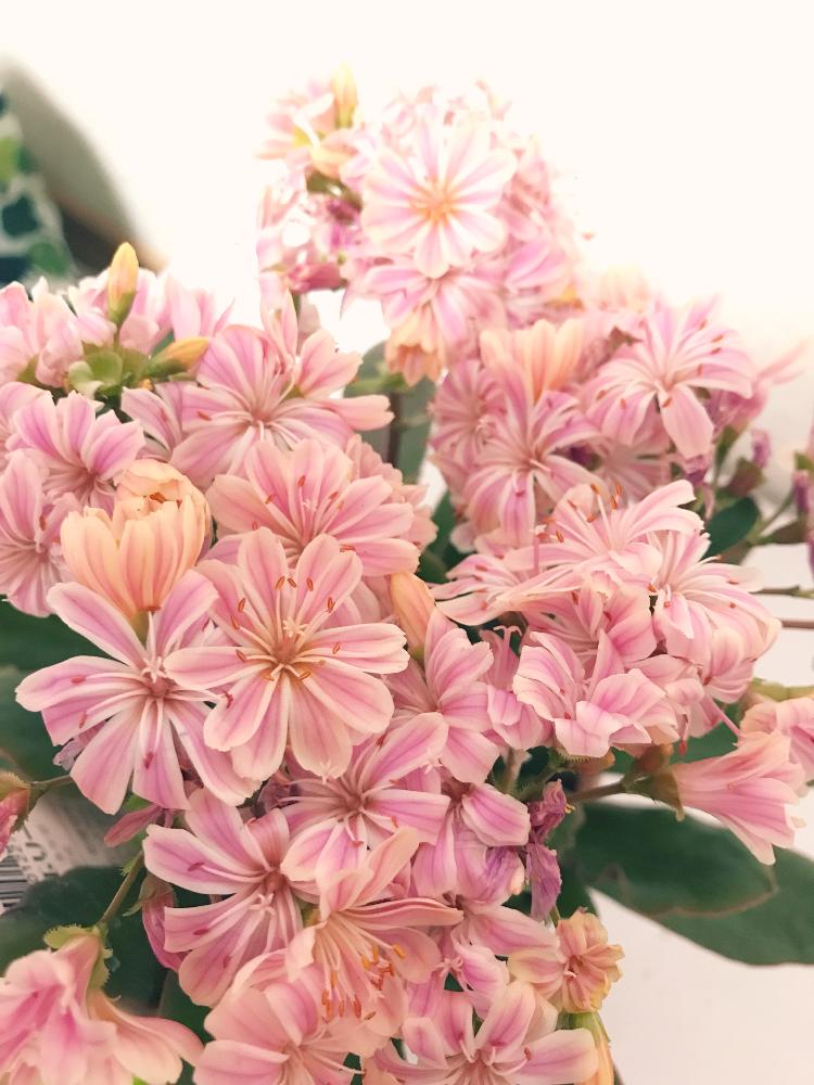 レウィシア エリーゼの投稿画像 By ちさとさん 窓辺と花のある暮らしと春色とかわいいと レウィシアと花のある暮らしと春色とかわいいと レウィシア 18月4月14日 Greensnap グリーンスナップ Greensnap グリーンスナップ