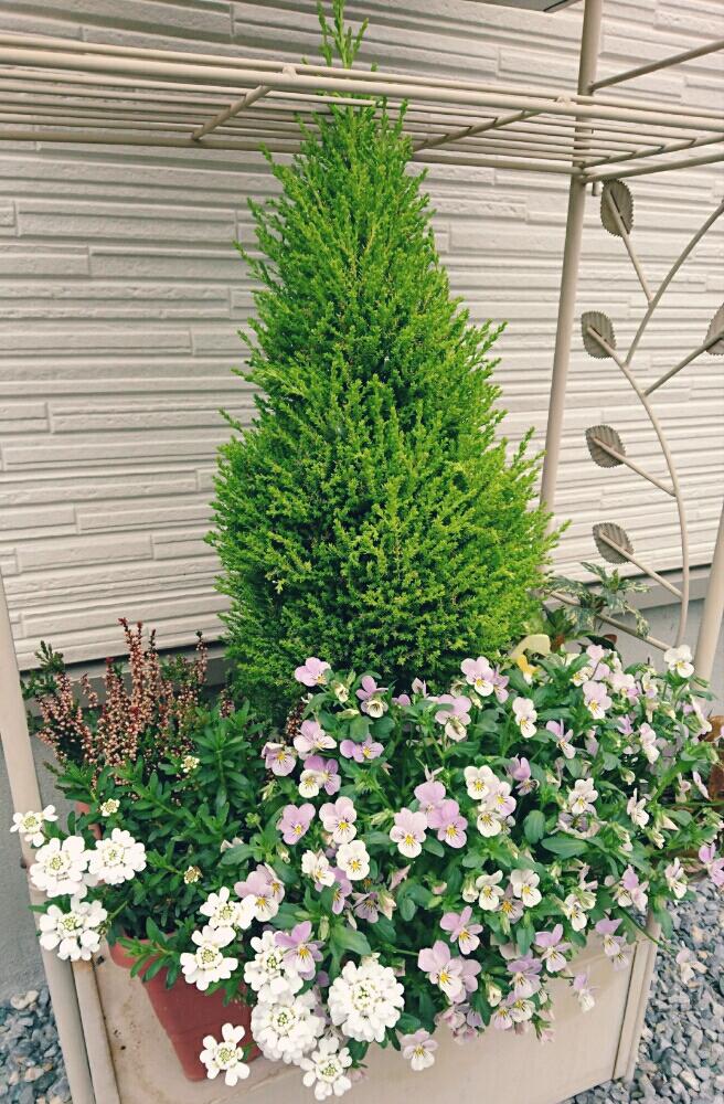 イベリスの投稿画像 By タヌ吉さん ビオラとカルーナ ガーデン ガールズとコニファーと寄せ植えと鉢植えと長い付き合いと成長記録ともりもりと花のある暮らしと日陰の庭 18月4月14日 Greensnap グリーンスナップ