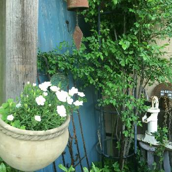 井戸ポンプの画像 by Rt_styleさん | 小さな庭とガーデン雑貨とサビサビとフェイク扉とjunkと植中毒と雑貨と鉢植えとDIYとガーデニングと花のある暮らしと古道具と井戸ポンプとアイアンフェンス