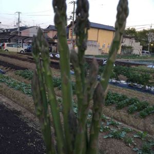 自家栽培の野菜達,自家製野菜,お野菜,春野菜,わが家のヤサイ❢の画像