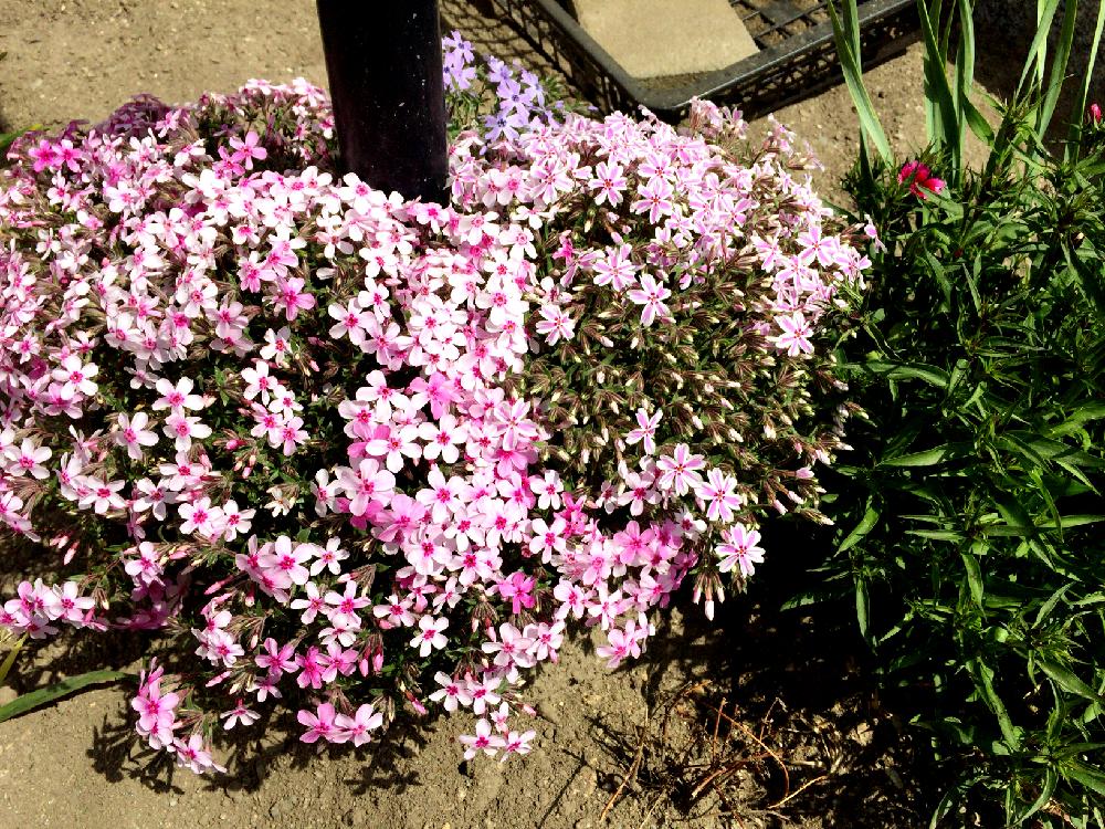 芝桜の投稿画像 By Naoさん ピンクの花と多年草とピンクと芝桜の花と白と赤 18月4月14日 Greensnap グリーンスナップ
