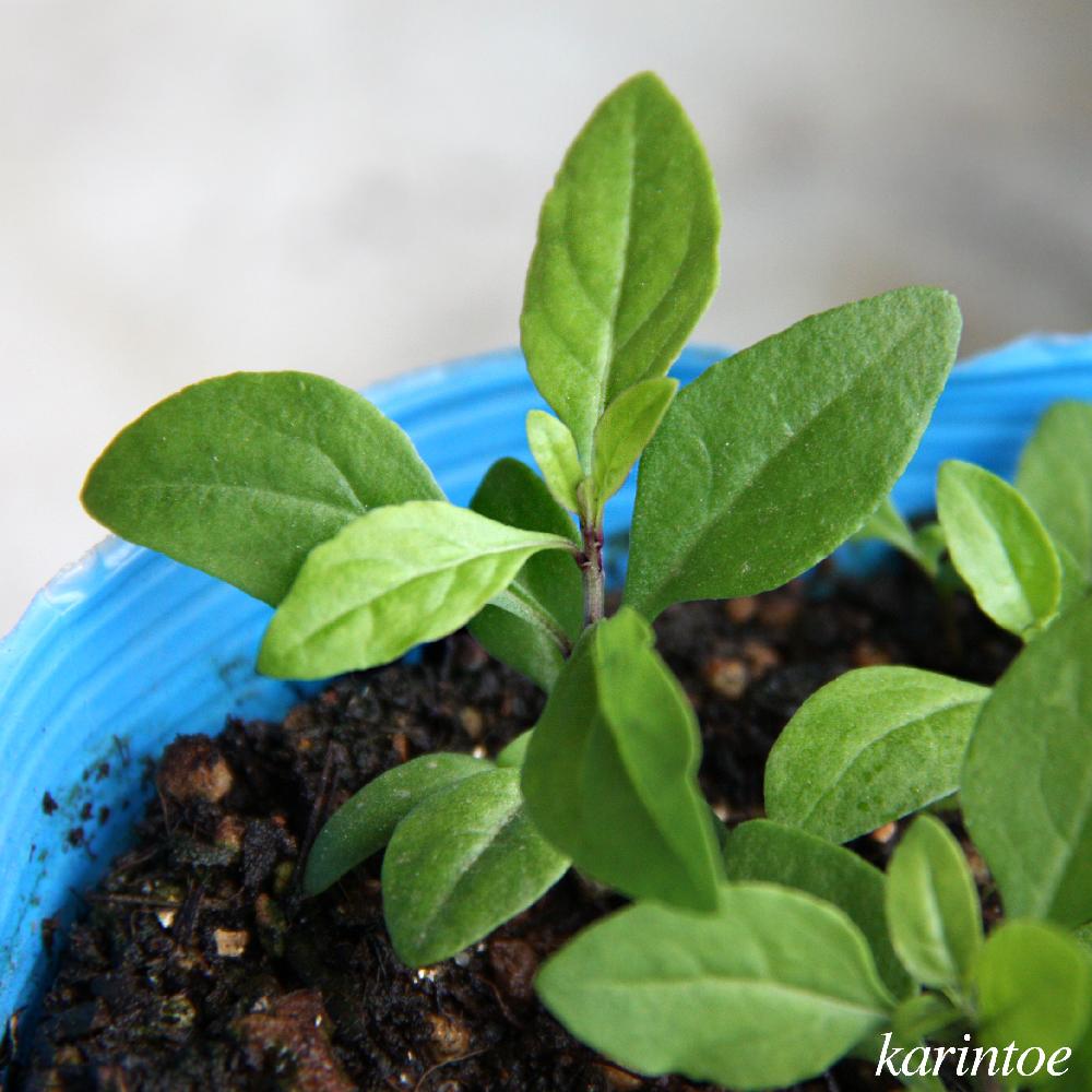 クコの投稿画像 By Karintoeさん バルコニー ベランダとキュンキュン乙女倶楽部と植物のある暮らしとクコ属とkarintoe S クコとキュンキュン乙女倶楽部no 40とナス科と種からと18 4と今日の一枚と発芽と 種まき隊 とナチュラルスタイルと花のある暮らしと芽 発芽