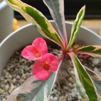 花キリン錦の花の投稿画像一覧 Greensnap グリーンスナップ