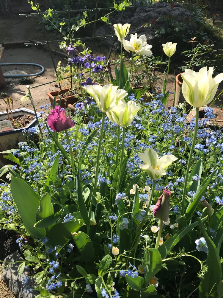和風ティストの投稿画像 By 庭の人さん 青い花とジャクリーンガーデンと植中毒と今日のお花と球根とjacqueline Van Del Kloetと ガーデニングと花のある暮らしと白い花 18月4月14日 Greensnap グリーンスナップ