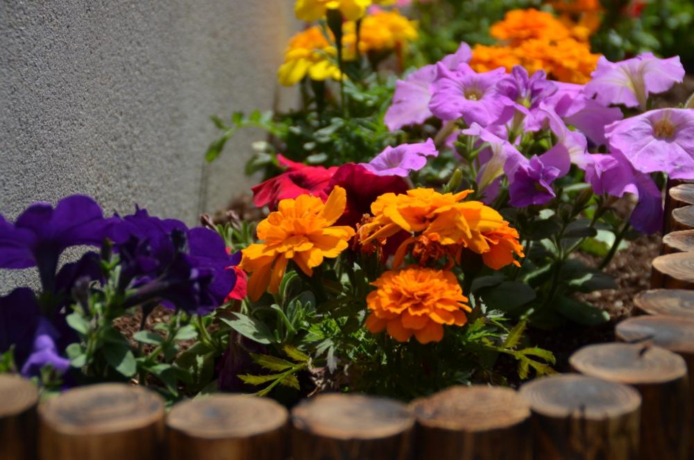 ペチュニアの投稿画像 By よっぺさん マリーゴールドとペチュニアとコンクリートの上の花壇と花壇 Diyとサフィニアフォトコン18とマリーゴールド オレンジと花壇作りとペチュニア と花のある暮らし 18月4月14日 Greensnap グリーンスナップ