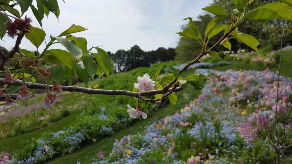 せっきーさんの里山ガーデン（大花壇）への投稿