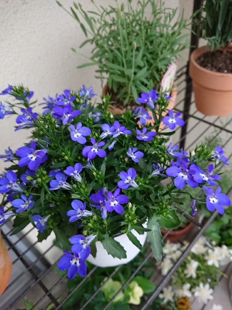開花の投稿画像 By Yamacciさん 青い花ときれいとうれしい と可愛いとロベリア と小さい花と花のある暮らしとかわいい 18月4月15日 Greensnap グリーンスナップ