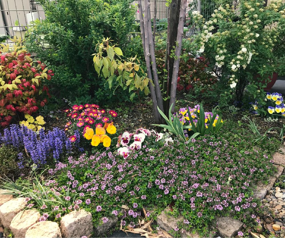 ビオラ パンジーの投稿画像 By Twingirlmamaさん 植えっぱなし植物と ユキヤナギとハーブ タイムとアジュガ チョコレートチップと日陰の庭と庭の宿根草 18月4月15日 Greensnap グリーンスナップ