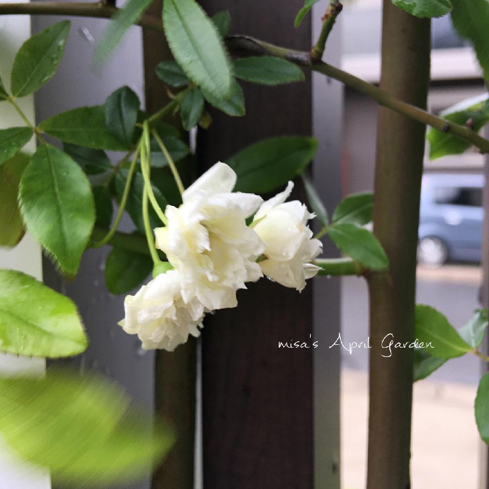 白モッコウバラの投稿画像 By Misaさん Htcと千葉県と薔薇愛同盟と花壇と植中毒と いいね ありがとうとhtc No 66とガーデニングと花のある暮らしとお庭とhtc社員と地植え 18月4月15日 Greensnap グリーンスナップ