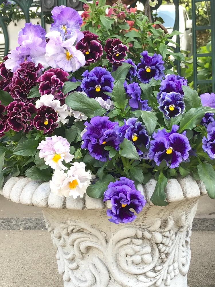 小さな庭の投稿画像 By まるさん フリルパンジーとビオラ パンジーとフリフリパンジーとパンジーの季節と花のある暮らしとフリルパンジーとビオラ パンジー とフリフリパンジーとパンジーの季節と花のある暮らし 18月4月15日 Greensnap グリーンスナップ