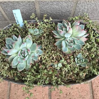 野原園芸の投稿画像一覧 Greensnap グリーンスナップ