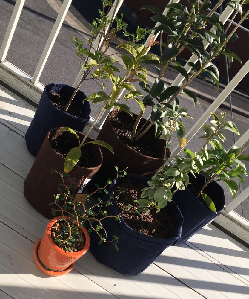 ソフォラ ミクロフィラの投稿画像 By 葵さん ドウダンツツジとギルドエッジとキンモクセイと銀木犀とルーツポーチ鉢 18月4月15日 Greensnap グリーンスナップ