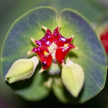 ユーフォルビア マルティニの画像 by Kinocoさん | 小さな庭とユーフォルビア マルティニと植物のある暮らしと『マクロな世界』コンテストと植中毒と葉っぱも美しいと花のある暮らしと未知との遭遇