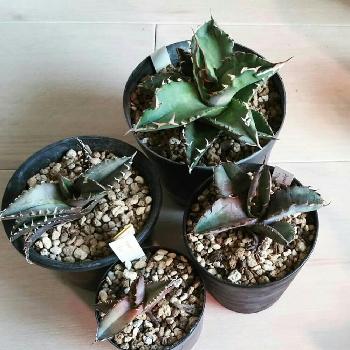 Kyonのｱｶﾞﾍﾞ図鑑の投稿画像一覧 Greensnap グリーンスナップ