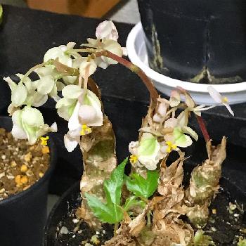 さくらベゴニアの投稿画像一覧 Greensnap グリーンスナップ