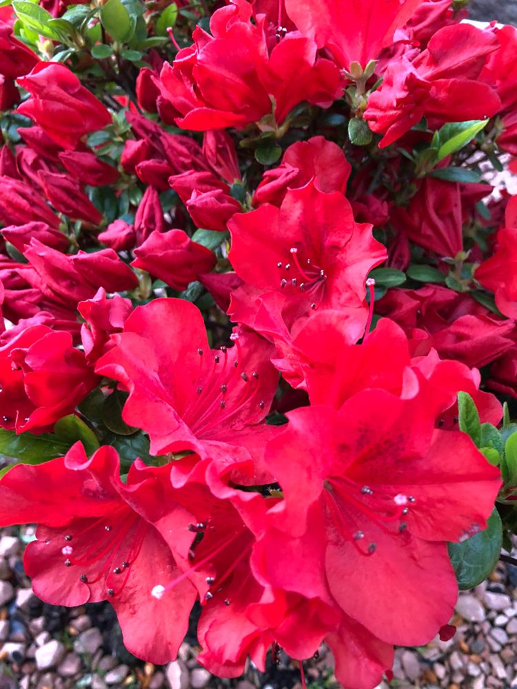 無料印刷可能ツツジ 赤 最高の花の画像