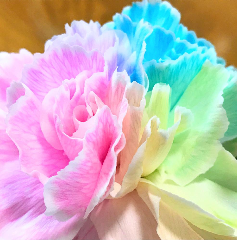 グラデーションの投稿画像 By ふゆざくらさん きれいと虹色と花のある暮らしと優しい色と切り花とひらひら 18月4月16日 Greensnap グリーンスナップ