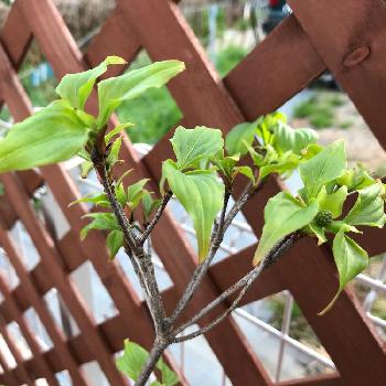 源平ヤマボウシ の投稿画像一覧 Greensnap グリーンスナップ