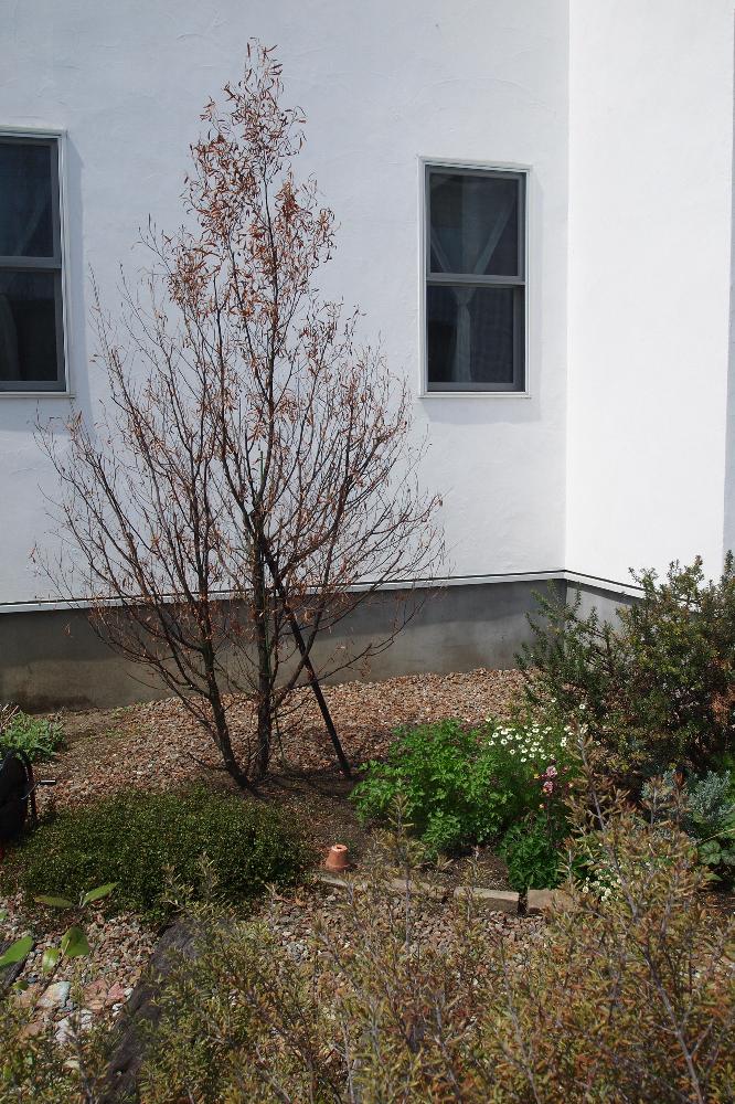 ドドナエアの投稿画像 By Kicheさん 植物のある暮らしと自然とドドナエアが枯れかけとドドナエア枯れてると花のある暮らしとお庭 18月4月16日 Greensnap グリーンスナップ