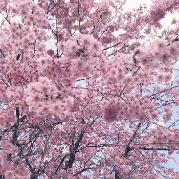 高見の郷の画像 by さぁさん | しだれ桜と高見の郷と癒しとほっこり♡と千本桜ときれいと『2018桜』コンテストと今日のお花と花のある暮らしとお散歩とやっぱり花が好き♡