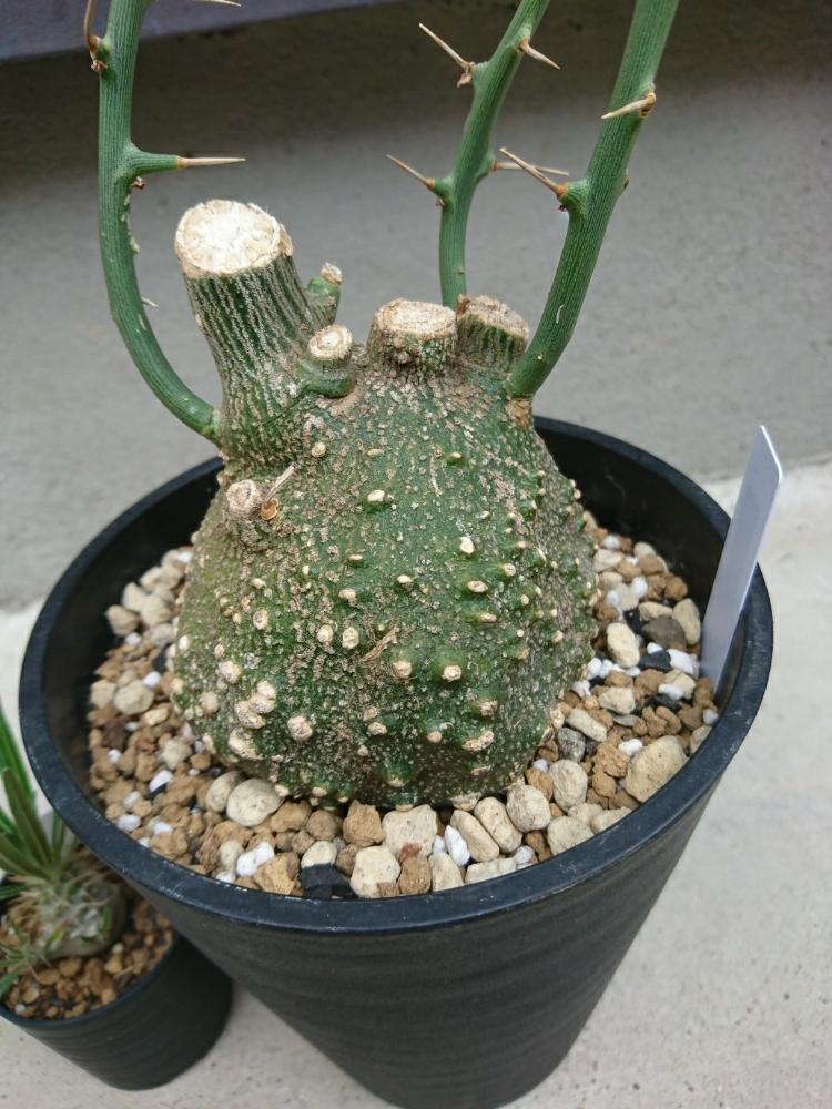 見事な 巨大アデニアグロボーサ（ダブルヘッドorトリプルヘッド）、グロボーサ - 植物/観葉植物