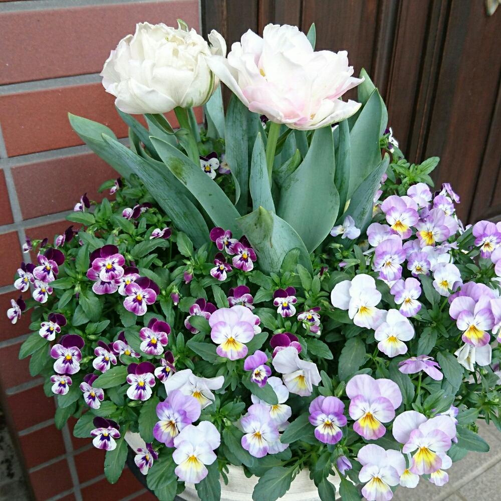 ビオラ ももかの投稿画像 By Kaorunさん チューリップ アンジェリケとhtcと寄せ植えと今日の一枚と八重咲きと花のある暮らし 18月4月16日 Greensnap グリーンスナップ
