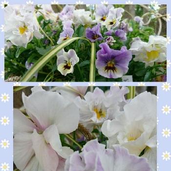 花あられの投稿画像一覧 Greensnap グリーンスナップ