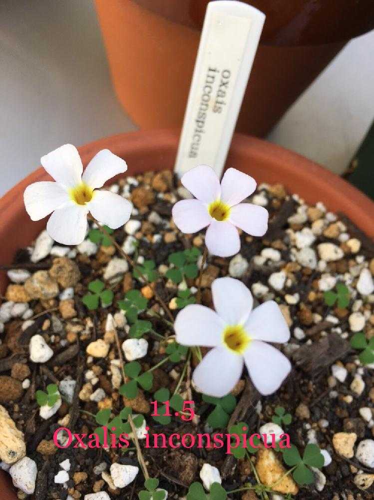 オキザリス Oxalis Inconspicua｜🍀GreenSnap（グリーンスナップ）