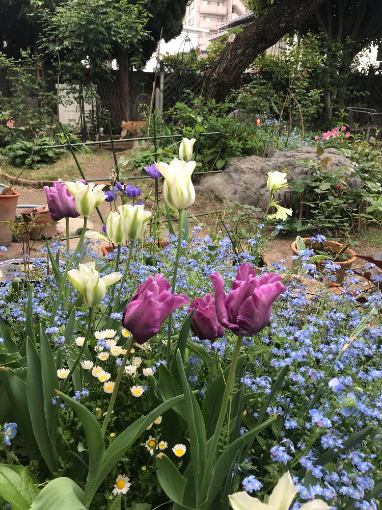 和風ティストの投稿画像 By 庭の人さん Gs映えと青い花とジャクリーンガーデンと植中毒と今日のお花と球根とdiyとjacqueline Van Del Kloetとガーデニングと花のある暮らしと白い花 18月4月17日 Greensnap グリーンスナップ