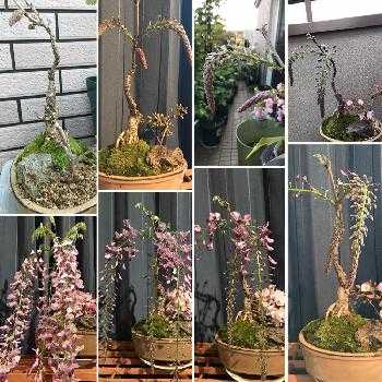 藤盆栽の投稿画像一覧 Greensnap グリーンスナップ