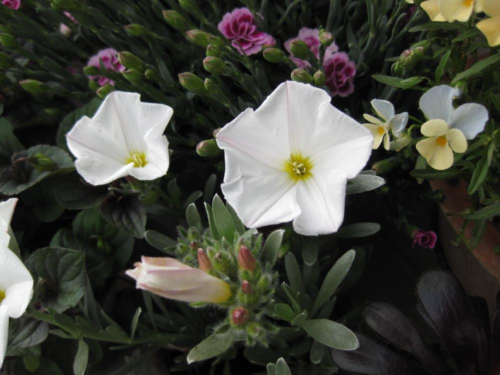 コンボルブルズ クネオラムの投稿画像 By Rinaさん 玄関と白い花とシルバーリーフも好きと白い花とシルバーリーフも好き 18月4月17日 Greensnap グリーンスナップ Greensnap グリーンスナップ