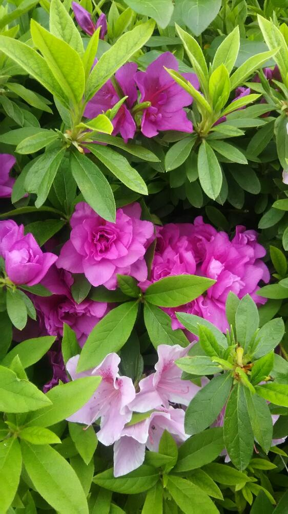 ツツジの投稿画像 By かめりあうさぎさん 花のある暮らしとお花が好き とお花が好きと花のある空間 2018月4月17日 Greensnap グリーンスナップ