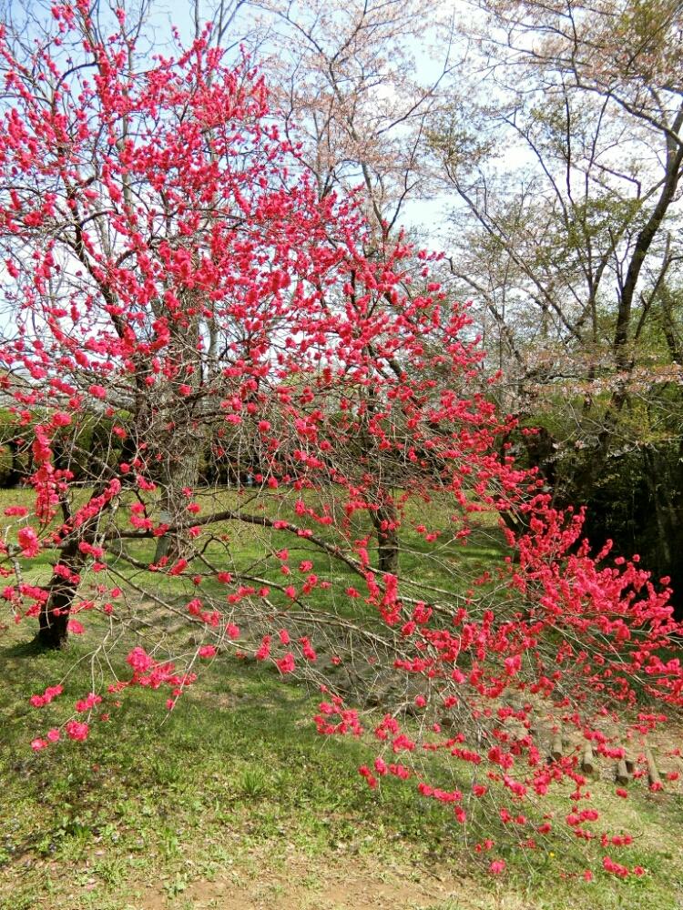 黒川矢口 の投稿画像 By りっさんさん ハナモモと4月と千葉県と八重咲きと紅色 18月4月17日 Greensnap グリーンスナップ