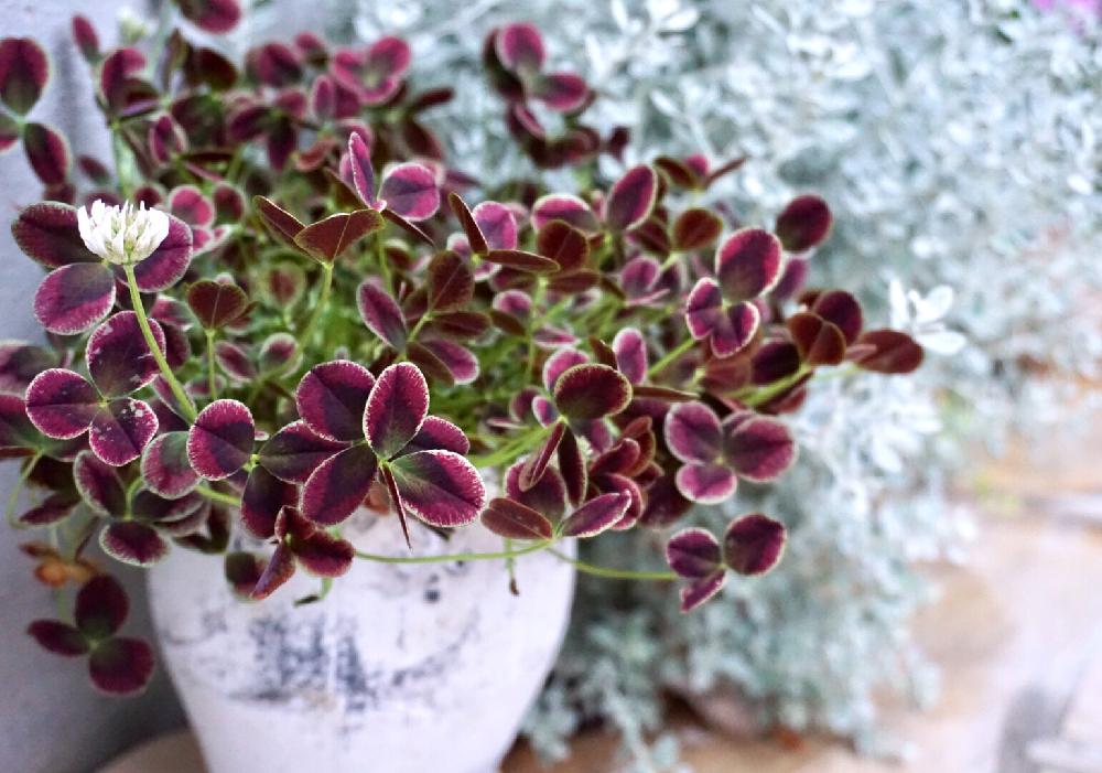 クローバー ティントガーネットの投稿画像 By Sakura さん 癒しのひと時 とクローバー ティントシリーズとクローバー と花 のある暮らしと植木鉢と自己満足 W と小さな庭と癒しのひと時 とクローバー ティントシリーズとクローバー と花のある暮らしと植木鉢と