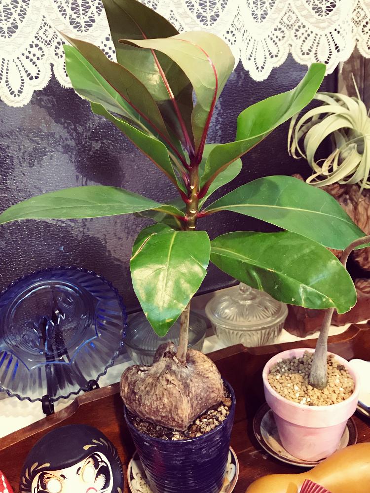 バリントニアの投稿画像 By Frillさん 観葉植物と室内組と非耐寒性と植中毒と個性的 18月4月17日 Greensnap グリーンスナップ